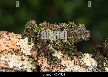 Vietnamese Mossy Frog (Theloderma Corticale), captive, Vietnam, Indochina Stock Photo