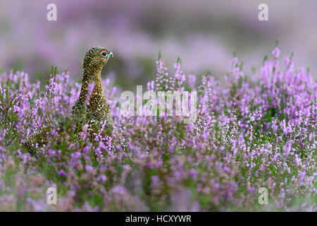 Red grouse in the heather, Scotland, UK Stock Photo