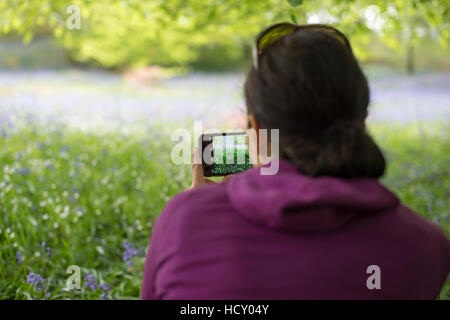 A woman takes a photo of a forest floor covered in bluebells, Lake District, Cumbria, UK Stock Photo