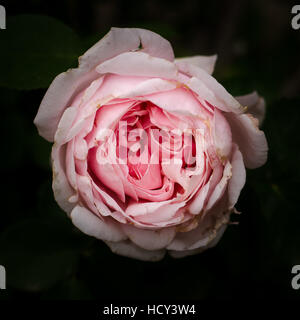 Portrait of a Rose Stock Photo
