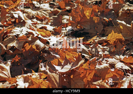 Fallen autumn maple leaves lying on the ground . Selective focus at the central leaf. Stock Photo