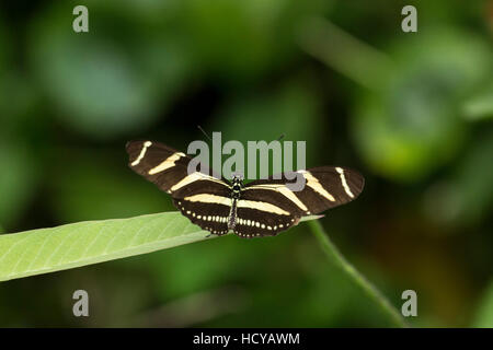 Zebra Longwing or Zebra Heliconia Butterfly, (Heliconius charitonia), perched on a leaf, near Panajachel, Guatemala Stock Photo