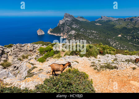 Wild Goats in Cap Formentor Mallorca Stock Photo