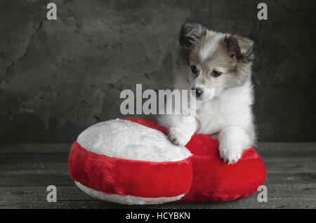 Puppy sits on a pillow in the shape of  heart. Stock Photo
