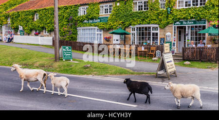 Sheep wandering up the main street in Hutton le Hole village Stock Photo