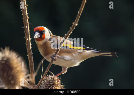 Goldfinch (Carduelis Carduelis) perched on Teasle Branch Stock Photo