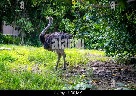 Beautiful Ostrich couple in National Park Stock Photo