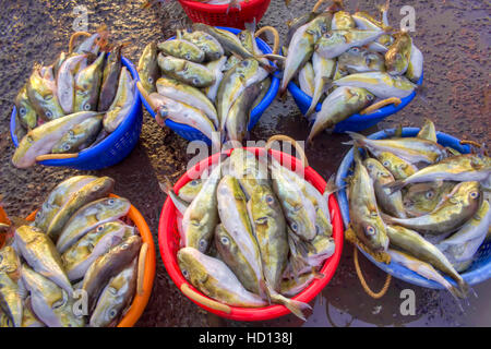 Raw fish in basket Stock Photo