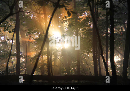 Sun shining through trees in a summer forest. Stock Photo