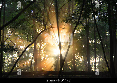 Sun shining through trees in a summer forest. Stock Photo