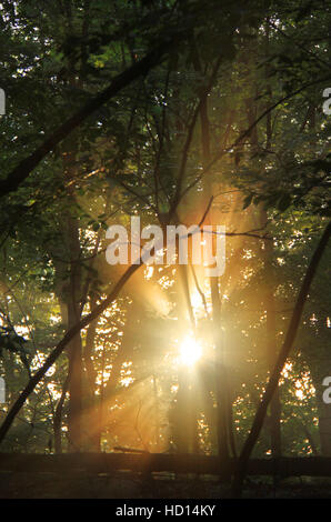 Sun shining through trees in a summer forest. Stock Photo