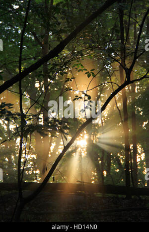 Sun shining through trees in a summer forest. Stock Photo