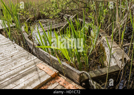 This rowboat will take you nowhere. You are stranded. Nature is taking over. Stock Photo