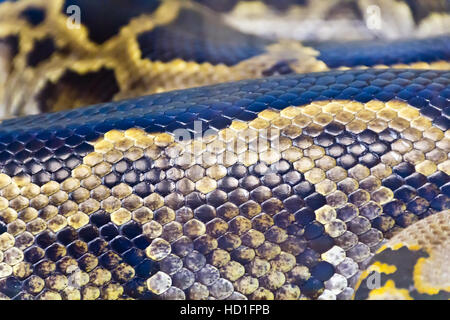 Photo of real boa snake python skin texture close up Stock Photo