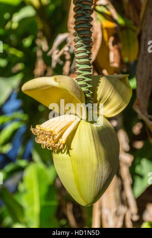 Banana flower on the palm. Closeup picture. Stock Photo