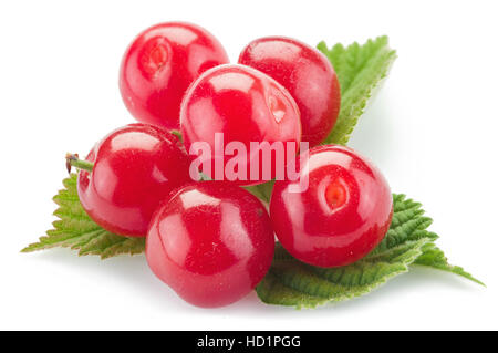 Nanking or felted cherry ftuits with leaves isolated on a white background. Stock Photo