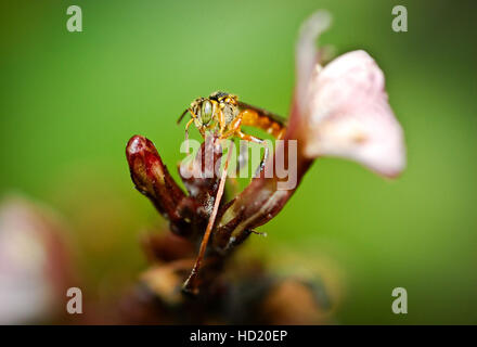 Tetragonisca angustula macro photography on a flower Stock Photo