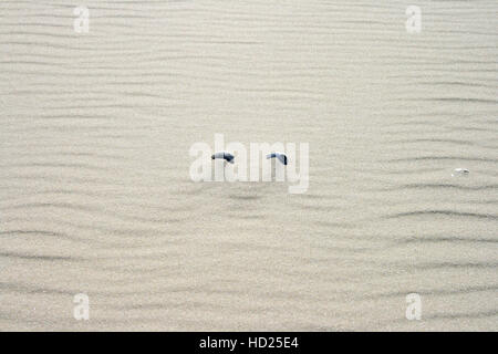 a pair of shells lying on the beach like twins Stock Photo
