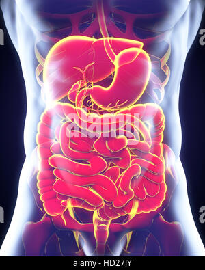 Human Digestive System Stock Photo