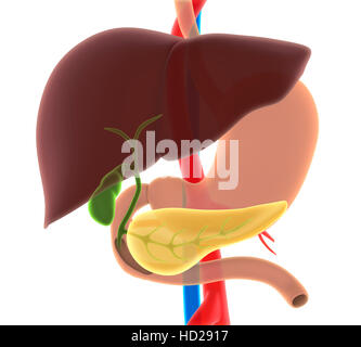 Human Liver, Gallbladder and Pancreas Anatomy Stock Photo