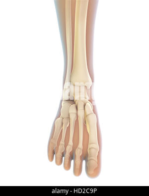 Human Foot Anatomy Stock Photo