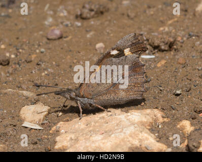 Nettle tree butterfly (Libythea celtis) puddling Stock Photo