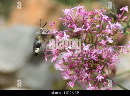 Broad-bordered bee hawk-moth (Hemaris fuciformis) on valerian in Greece Stock Photo