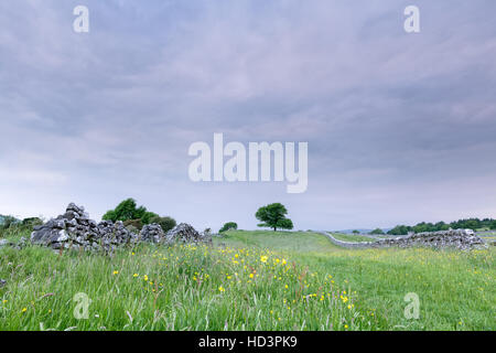 A lone tree stands at the end of a Yorkshire Dales hay meadow near Hebden, Grassington, England, UK Stock Photo