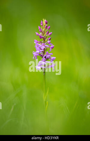 Marsh Fragrant Orchid Stock Photo