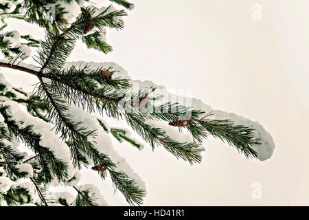 snow pine branches with cones isolated on white. Stock Photo
