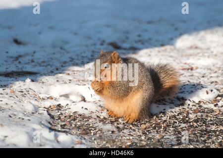 Fox squirrel sitting up on ice-covered ground