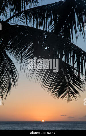 Palm trees at sunset at Sharks Cove on the North Shore of Oahu. Stock Photo