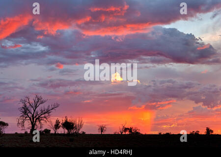 Australian bushland at sunset during a hot Australian outback Summer. Stock Photo
