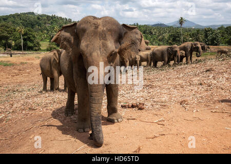 Asian elephants (Elephas maximus), Pinnawala Elephant Orphanage, Pinnawala, Central Province, Sri Lanka Stock Photo