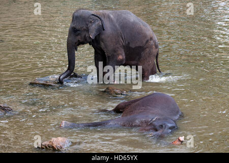 Asian elephants (Elephas maximus), bathing in Maha Oya River, Pinnawala Elephant Orphanage, Central Province, Sri Lanka Stock Photo