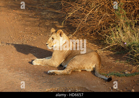 African Lion (Panthera leo), lioness lying on sandy road, Serengeti National Park, Tanzania Stock Photo