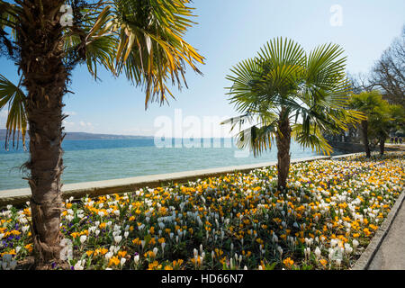 Blooming crocuses in flowerbed with palm trees, spring, Mainau Island, Flower Island, Constance, Lake Constance Stock Photo