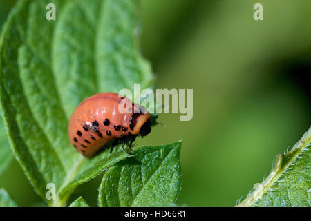 Colorado Potato Beetle (Leptinotarsa decemlineata), grub or larva Stock Photo