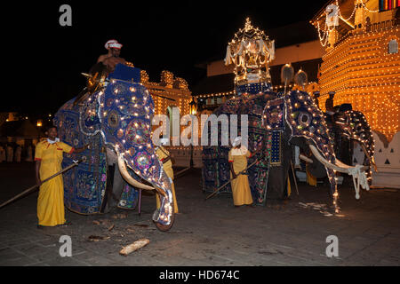 Decorated elephants, Dalada group with sacred elephant Maligawa Raja, carrying Sacred Tooth Relic on back, Buddhist festival Stock Photo