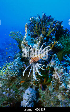 Clearfin Lionfish, Radial Firefish, or Tailbar Lionfish (Pterois radiata) Red Sea, Egypt, Africa Stock Photo