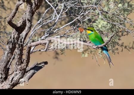 Swallow-tailed bee-eater (Merops hirundineus), with butterfly prey in beak, Kgalagadi Transfrontier Park, South Africa, Africa Stock Photo