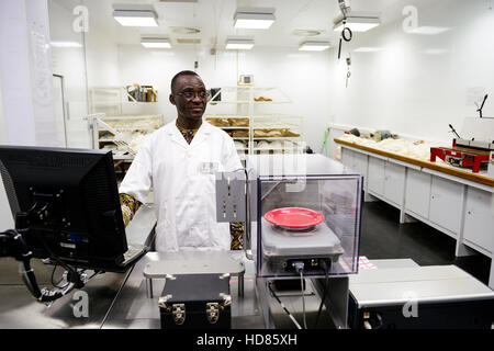 BURKINA FASO , Bobo Dioulasso, Société Burkinabè des Fibres Textiles SOFITEX cotton ginning company unit Bobo III, processing of conventional and gene manipulated Monsanto BT cotton, quality control lab Stock Photo