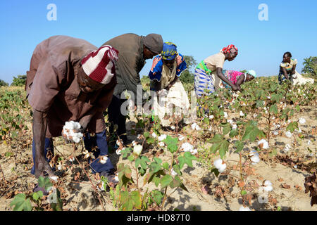 BURKINA FASO, village GOUMSIN near SAPONE, organic and fair trade cotton farming, manual harvest at farm / fair gehandelte Biobaumwolle, manuelle Ernte Stock Photo