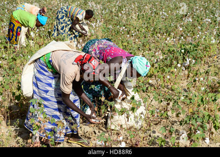 BURKINA FASO, village GOUMSIN near SAPONE, organic and fair trade cotton farming, manual harvest at farm / fair gehandelte Biobaumwolle, Frauen bei der manuellen Ernte Stock Photo