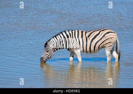 Burchell's zebra (Equus quagga burchellii), drinking in a waterhole, Etosha National Park, Namibia, Africa Stock Photo