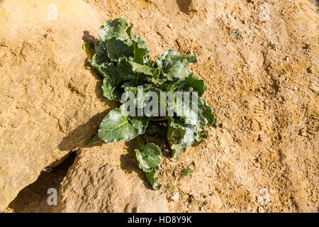 Sea beet or beta vulgaris maritima growing at base of sandstone cliff, United Kingdom. Stock Photo