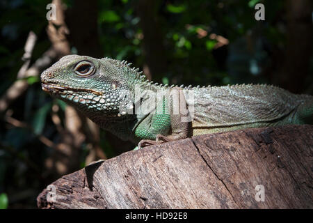 Close up photo of a green iguana sitting on a tree trunk Stock Photo