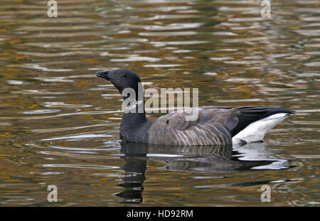 Brent goose / Brant / Branta bernicla, swimming Stock Photo