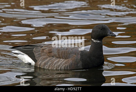 Brent goose / Brant / Branta bernicla, swimming Stock Photo