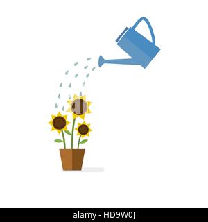 Watering can watering sunflowers. Green sprout and flowers watering by watering can. Stock Vector